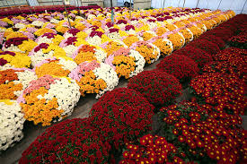 Les chrysantémistes du Nord-Toulousain